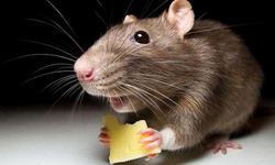 Крысы - грызущие вредители!